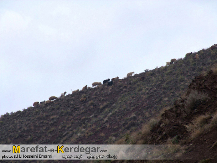 روستای حاجی بیگی روستای حاجی بیگی