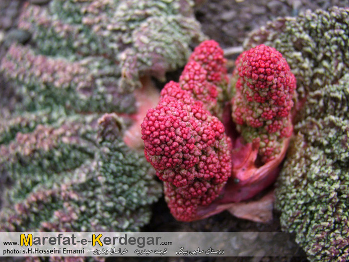 پوشش گیاهی تربت حیدریه پوشش گیاهی تربت حیدریه