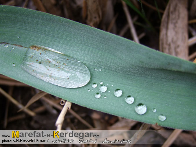 پوشش گیاهی تربت حیدریه پوشش گیاهی تربت حیدریه