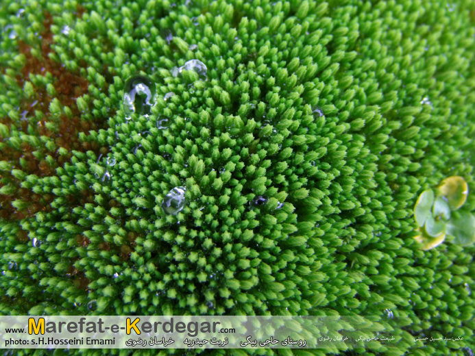 پوشش گیاهی تربت حیدریه پوشش گیاهی تربت حیدریه