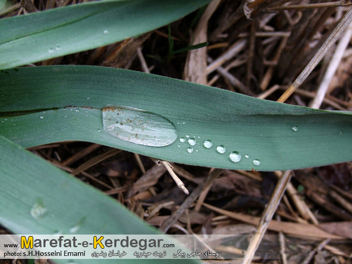 پوشش گیاهی استان خراسان رضوی پوشش گیاهی استان خراسان رضوی