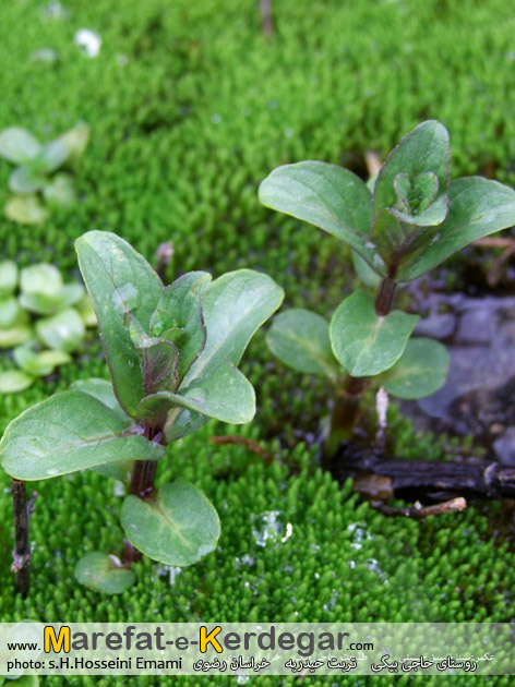 پوشش گیاهی استان خراسان رضوی پوشش گیاهی استان خراسان رضوی