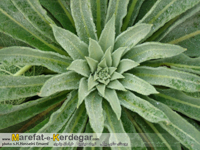 پوشش گیاهی خراسان رضوی پوشش گیاهی خراسان رضوی