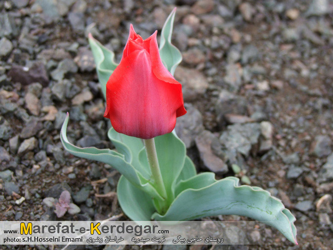 دیدنی های تربت حیدریه دیدنی های تربت حیدریه