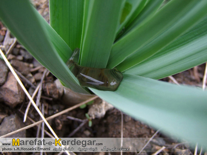 دیدنی های تربت حیدریه دیدنی های تربت حیدریه