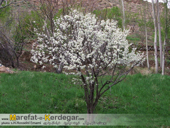 طبیعت بهاری تربت حیدریه طبیعت بهاری تربت حیدریه