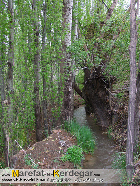 طبیعت بهاری تربت حیدریه طبیعت بهاری تربت حیدریه