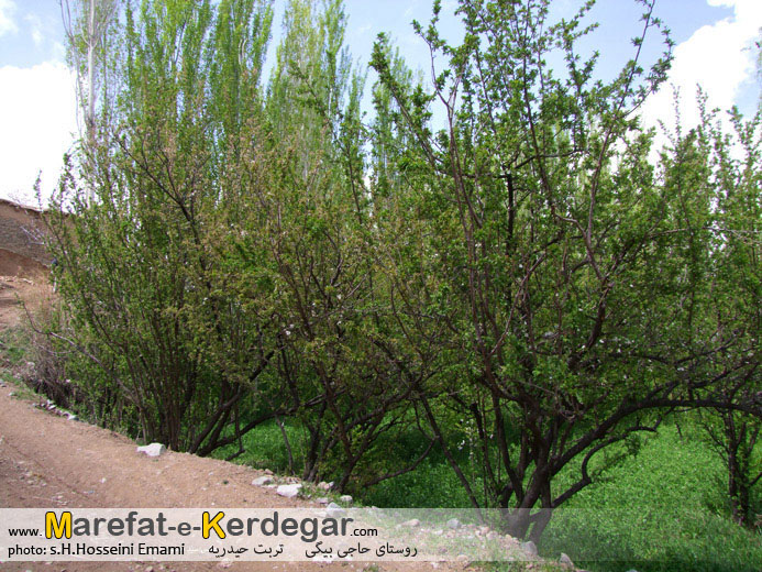 روستاهای تربت حیدریه روستاهای تربت حیدریه