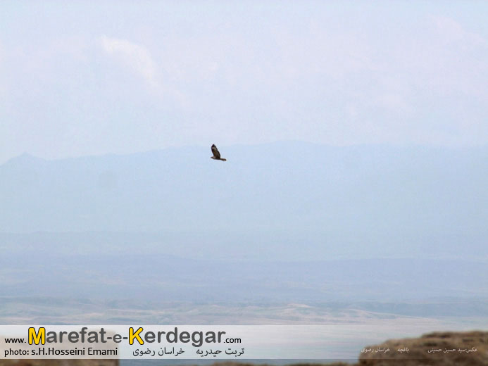 جاهای دیدنی تربت حیدریه جاهای دیدنی تربت حیدریه