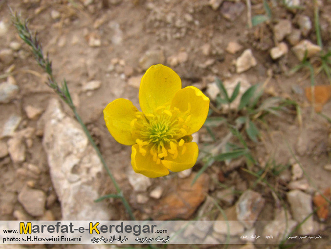 جاهای دیدنی تربت حیدریه جاهای دیدنی تربت حیدریه
