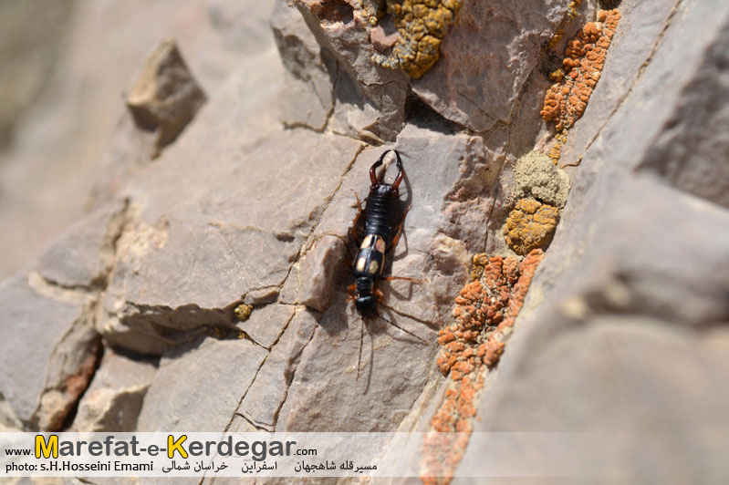 حیات وحش شاه جهان حیات وحش شاه جهان