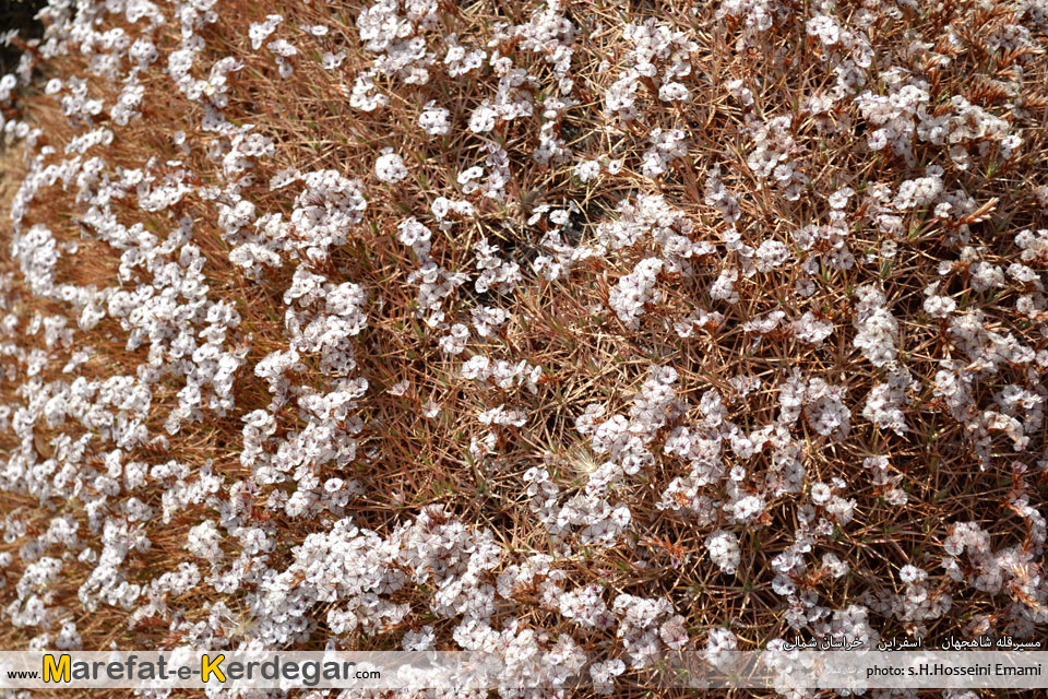 گل گون گل گون