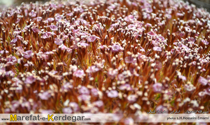 گون خراسان گون خراسان