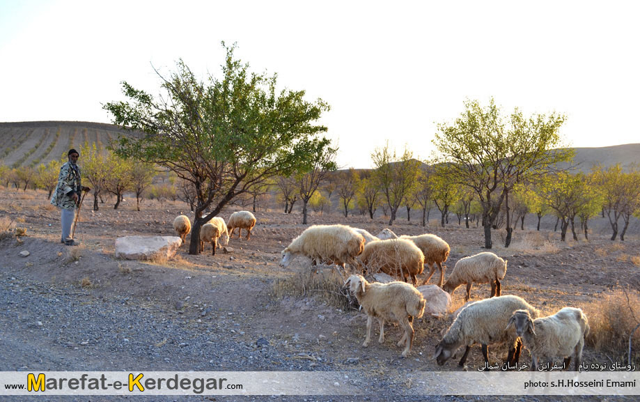 دامداری در اسفراین دامداری در اسفراین