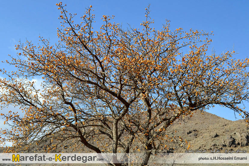 جاذبه های طبیعی استان خراسان رضوی