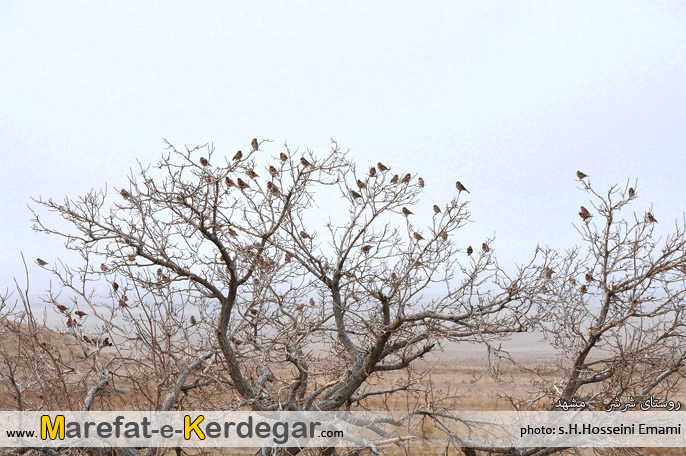 روستای شرشر روستای شرشر
