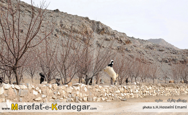 روستای چنارک مشهد