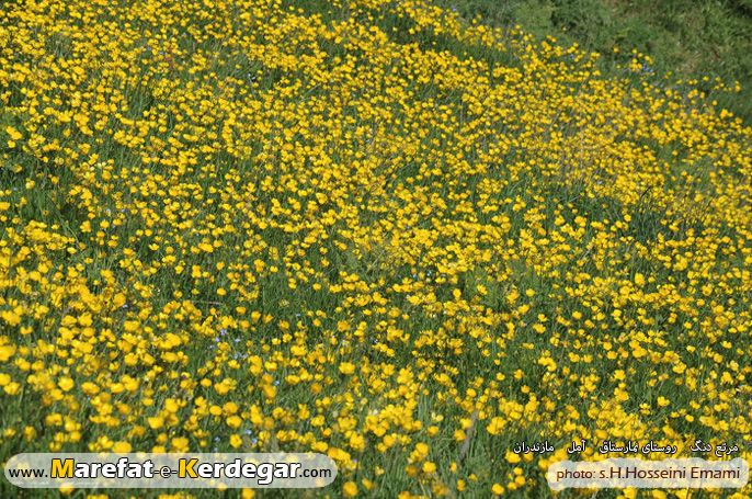 گل زرد کوهی گل زرد کوهی