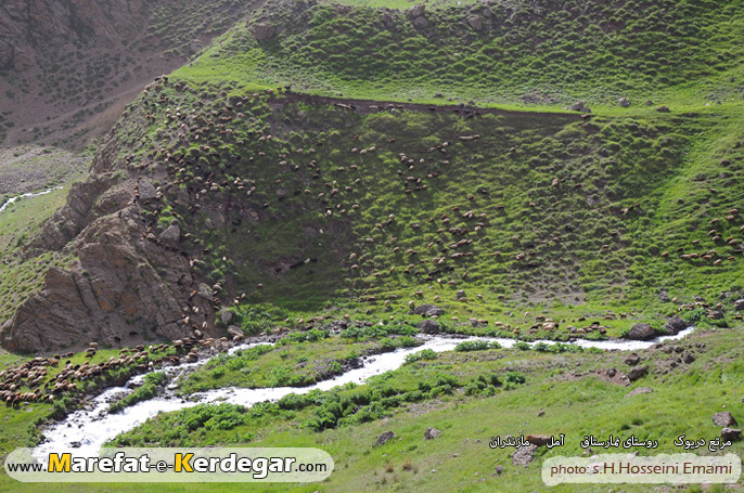 دریوک دریوک