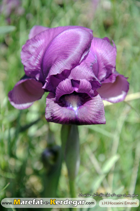 زنبق کوهی زنبق کوهی