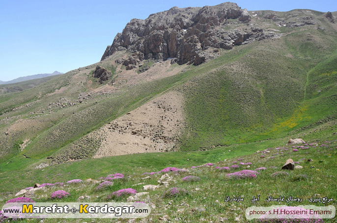 مرتع پنیری مرتع پنیری