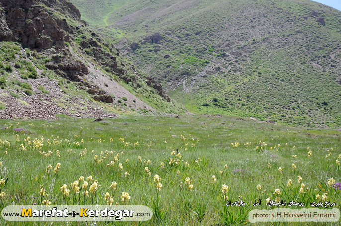 گل زنبق گل زنبق