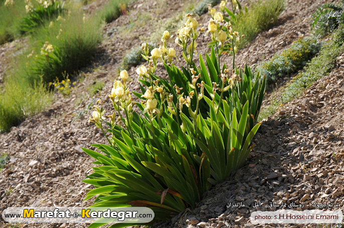 گل زنبق گل زنبق