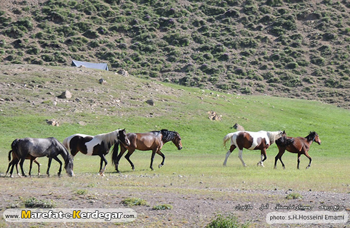 اسب مازندران اسب مازندران