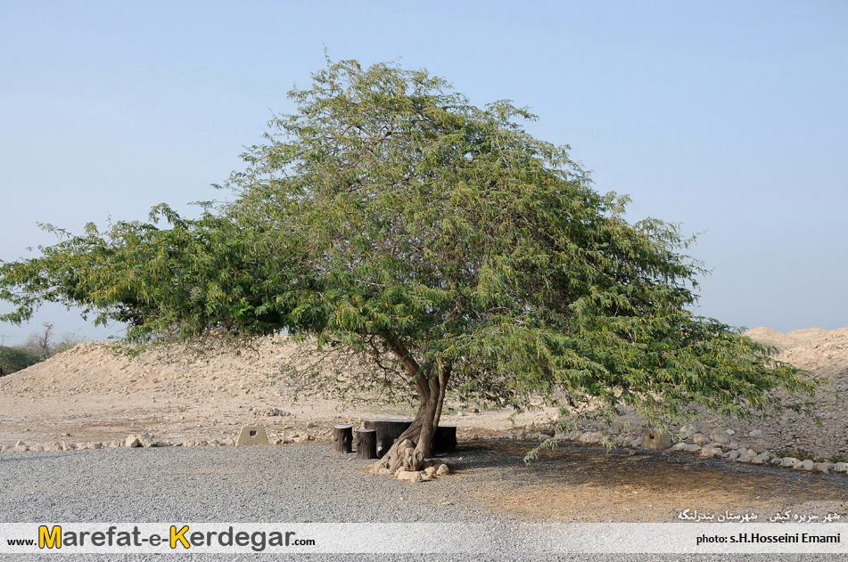 طبیعت کیش