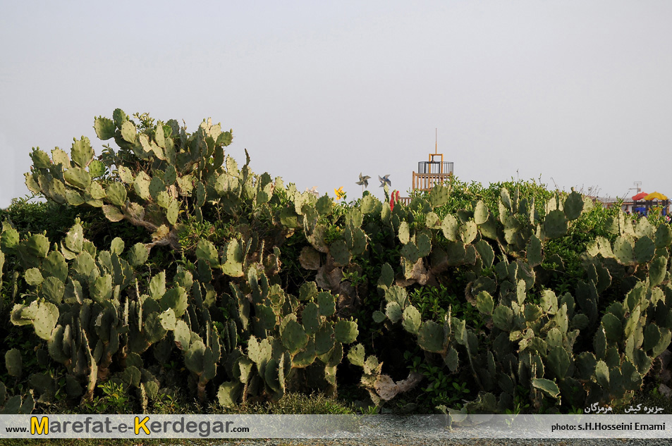 طبیعت جزیره کیش