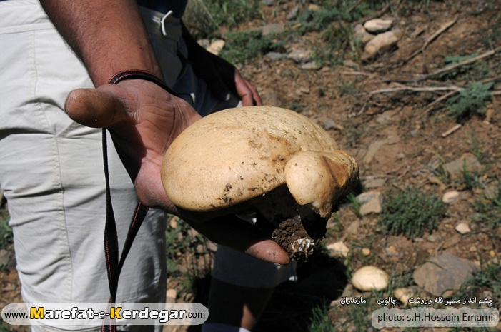 قارچ کوهی قارچ کوهی