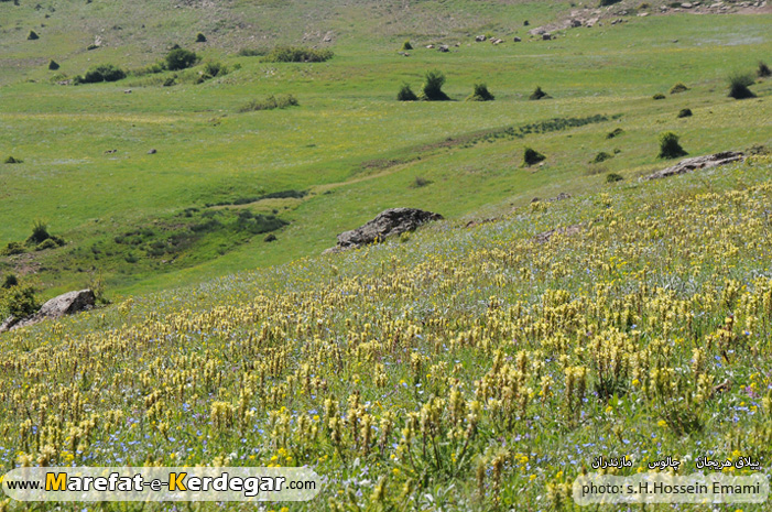 روستای هریجان