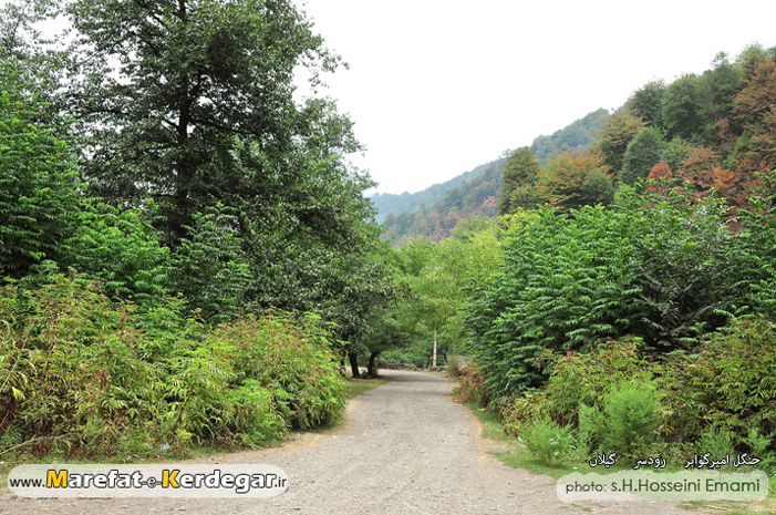 جنگل گوسفندگویه جنگل گوسفندگویه
