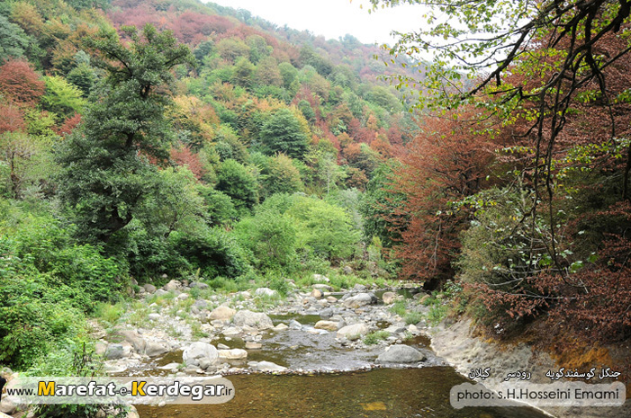 جنگل گوسفندگویه جنگل گوسفندگویه
