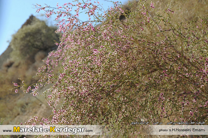 گردشگری سرخس گردشگری سرخس