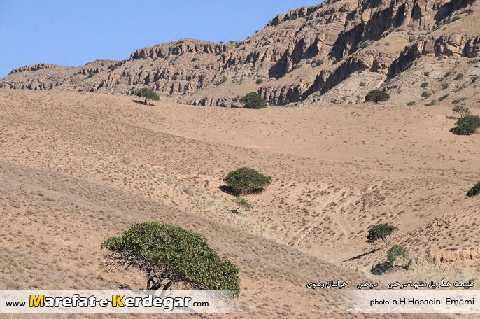 جنگل پسته جنگل پسته