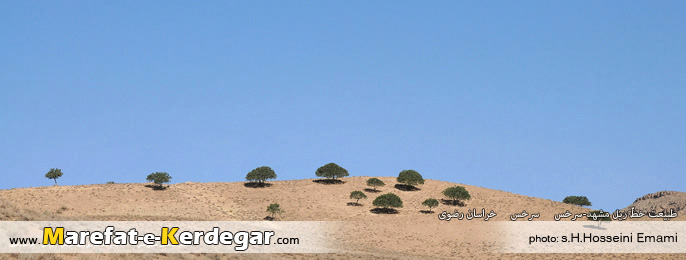 جنگل پسته جنگل پسته