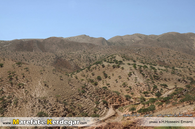 جنگل پسته سرخس جنگل پسته سرخس