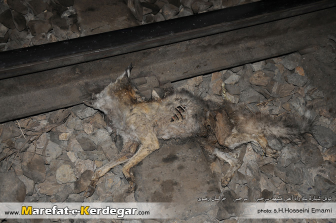 روباه مرده روباه مرده