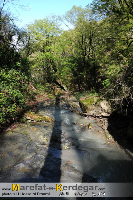 جنگل مینودشت جنگل مینودشت