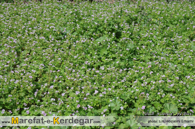 روستای لولم روستای لولم