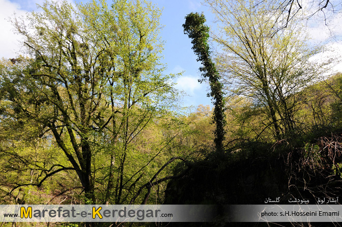 جنگل مینودشت جنگل مینودشت