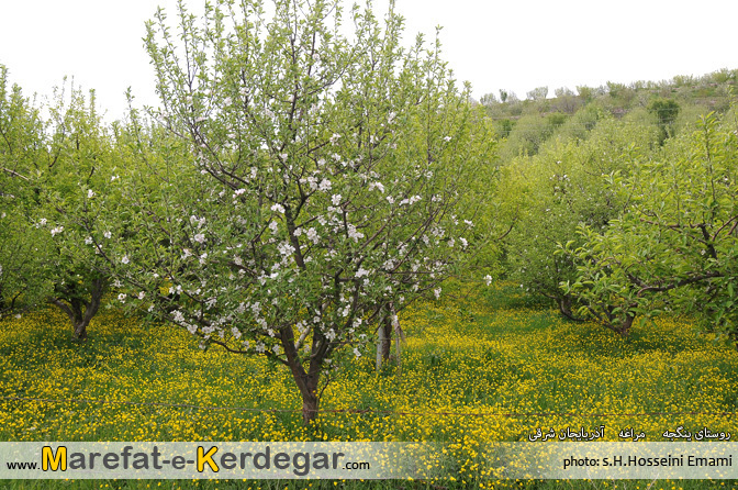 روستای ینگجه روستای ینگجه