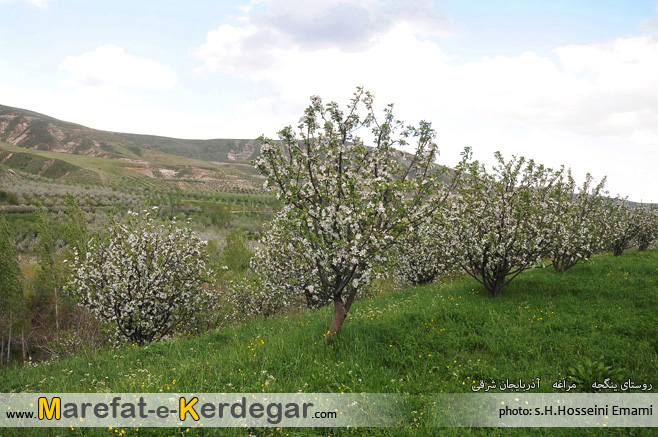 گردشگری مراغه گردشگری مراغه
