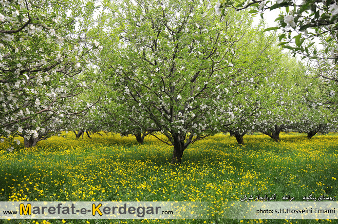 روستای ینگجه روستای ینگجه