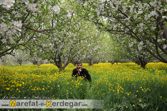 شکوفه درخت سیب شکوفه درخت سیب