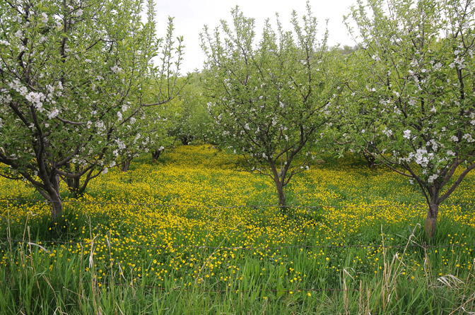 روستای ینگجه روستای ینگجه
