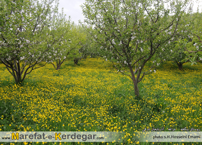 سیب سهند سیب سهند