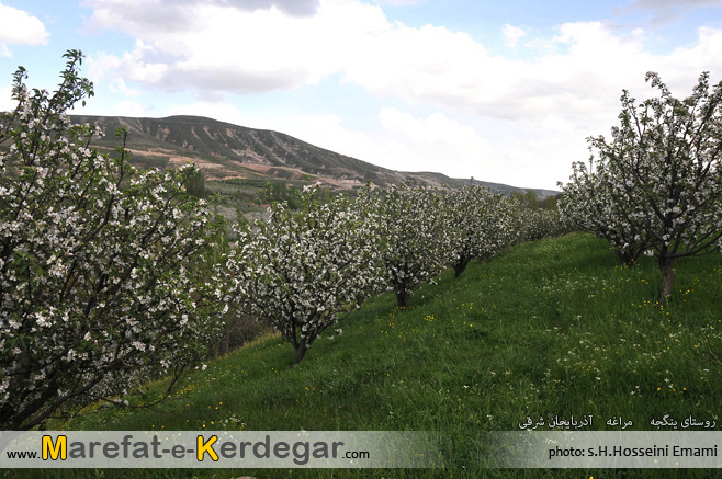 گردشگری مراغه گردشگری مراغه