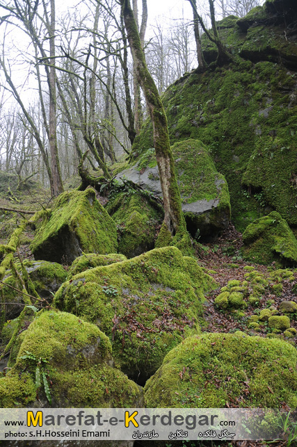 جنگل های تنکابن جنگل های تنکابن